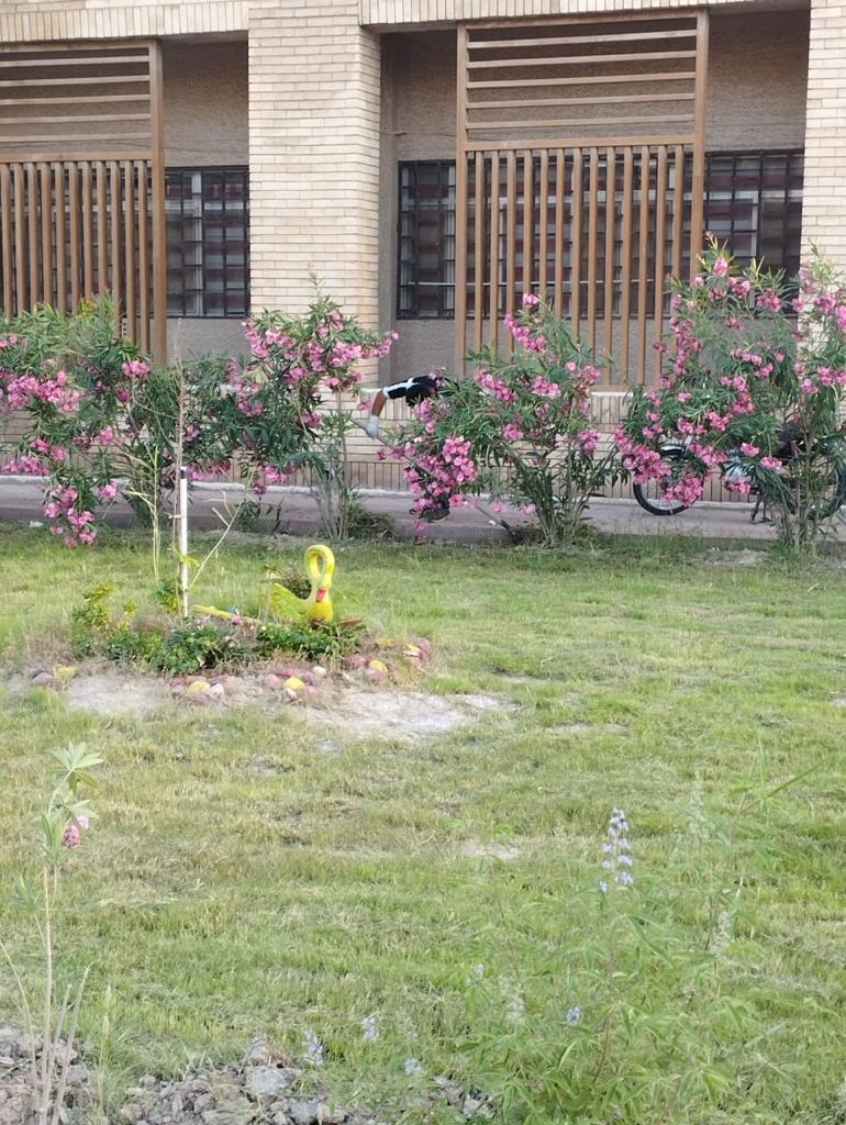 حملة تنظيف وتأهيل حدائق كلية الصيدلة - صورة 1